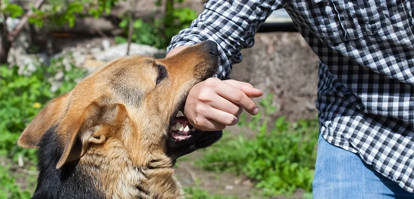 New Haven Dog Bite Lawyer