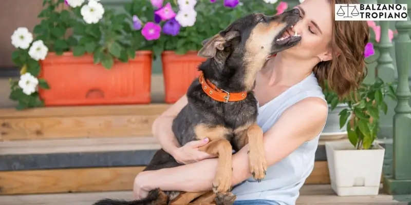 best madison ct dog bite lawyer